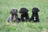 CANE CORSO 1445